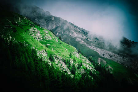 Beautiful foggy mystic mountains. Fog clouds at the pine tree mystical woods, morning. Europe, mysterious alpine landscape.の写真素材