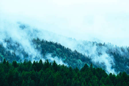 beautiful foggy mystic mountains. Fog clouds at the pine tree mystical woods, morning. Europe, mysterious alpine landscape.の写真素材