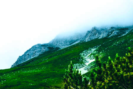 Beautiful foggy mystic mountains. Fog clouds at the pine tree mystical woods, morning. Europe, mysterious alpine landscape.の写真素材