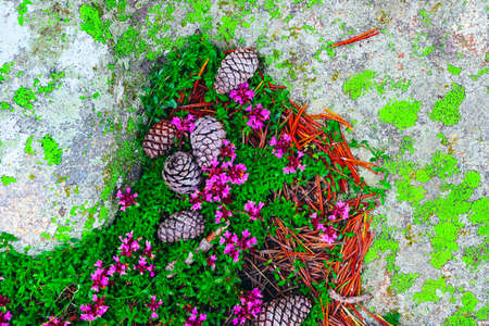 Abstract forest soil natural background. Alpine pine cones, high mountains flowers, mossy old rock.