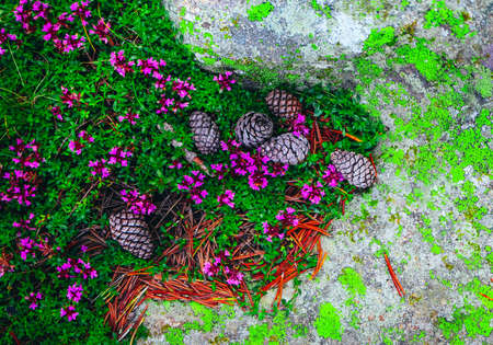 Abstract forest soil natural background. Alpine pine cones, high mountains flowers, mossy old rock.の写真素材