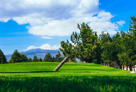 Beautiful colorful mountain meadow landscape, clipped lawn, pine forest, summertime. European alpine mountain golf course, blue sky background.の写真素材
