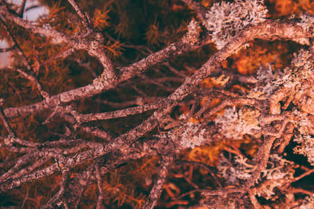 Mystic moss and lichen on the wood forest texture, close up.