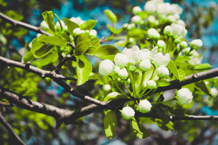 Romantic tree brunch blossoming with flowers and first buds, springtime. Beautiful fresh new apple tree flowers. Macro view, blued background.の写真素材