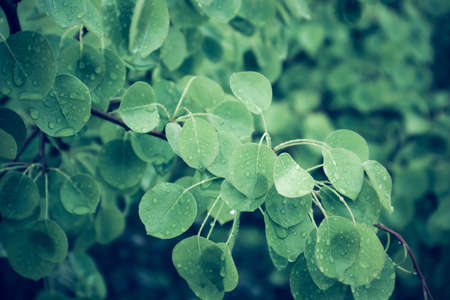 Springtime, new leaves with raindrops of water on it.の写真素材