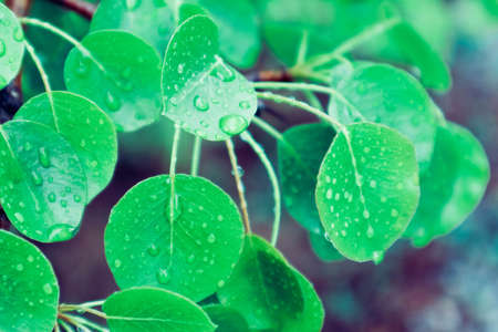 photo depicts bright colorful green fresh leaves with dew drops. Springtime, new leaves with raindrops of water on it. Close up, macro view.の写真素材