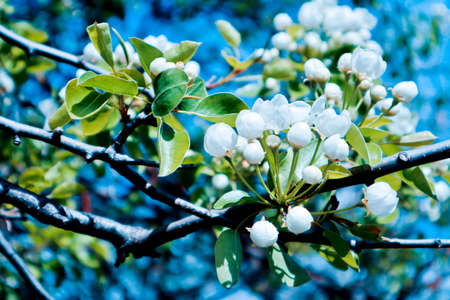 Romantic tree brunch blossoming with flowers and first buds, springtime. Beautiful fresh new apple tree flowers. Macro view, blued background.の写真素材