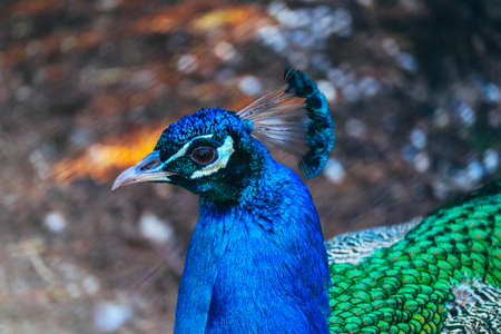 Colorful Peacock portrait. Beautiful peacock plumage feather elegance.の写真素材