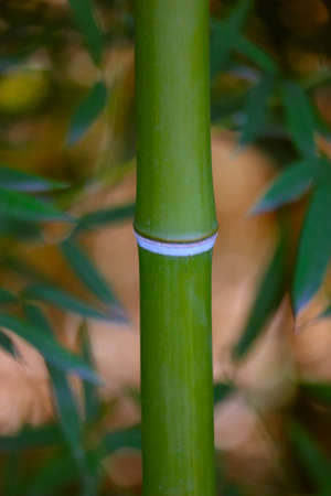 Beautiful bamboo green forest branches. Asian nature, Japanese jungle, bamboo trees stems. Close up, macro view.の写真素材