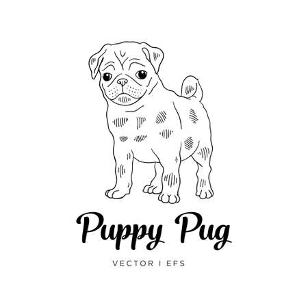 Vector editable colorful sketch of a Pug puppy dog. Black outline on a white background.のイラスト素材