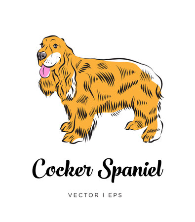 Vector editable colorful illustration of a cocker spaniel dog, standing. Isolated on white background. Hand drawn sketch of an English spaniel.のイラスト素材