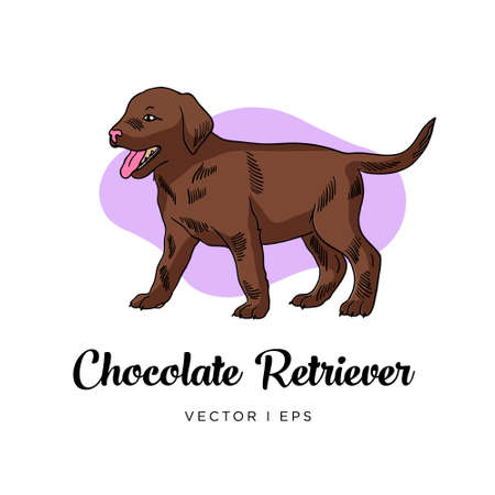 Vector editable colorful image depicting a Chocolate Brown Retriever puppy dog. Isolated on a white background.のイラスト素材