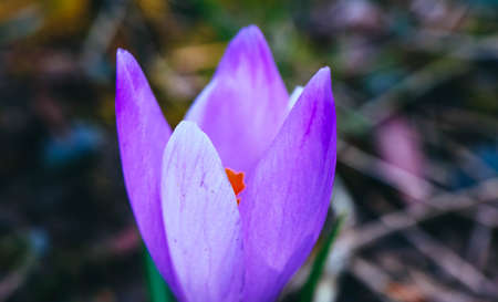 Crocus bright violet spring flower, mountain nature. Saffron flower close up, macro view, blurred...