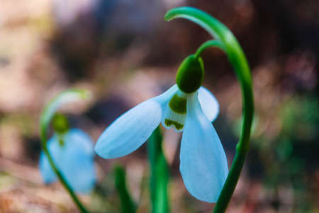 First snowdrops flowers in a forest, macro view, spring season, blurred background.の写真素材