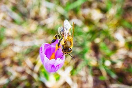 Crocus or saffron bright violet flower blossom, bee collects pollen, spring season. Close up, meadow grass blurred background.の写真素材