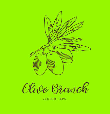 Hand drawn line sketch olives on the branch.のイラスト素材