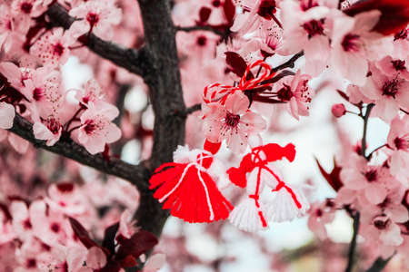 Bulgarian traditional spring decor martenitsa on the cherry blossom tree background. Baba Marta holiday.の写真素材