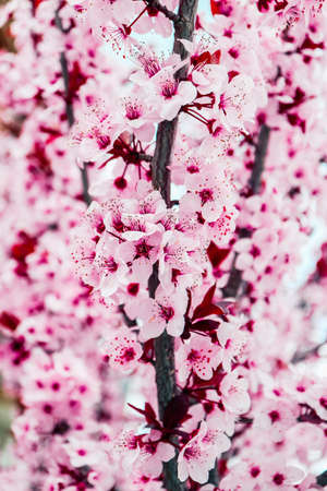 Pink petal flowers, cherry tree blossom. Springtime in Japan.の写真素材