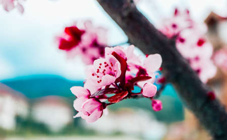 Pink petal flowers, cherry tree blossom. Springtime in Japan.の写真素材