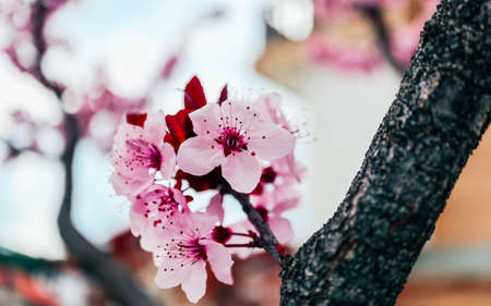 Pink petal flowers, cherry tree blossom. Springtime in Japan.の写真素材