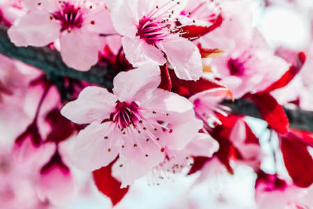 Pink petal flowers, cherry tree blossom. Springtime in Japan.の写真素材