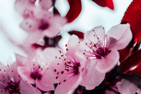 Pink petal flowers, cherry tree blossom. Springtime in Japan.の写真素材