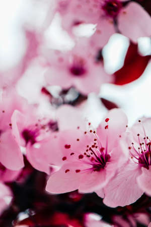Pink petal flowers, cherry tree blossom. Springtime in Japan.の写真素材
