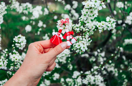 Bulgarian traditional spring decor martenitsa, hold in hand, blossom tree background. Baba Marta holiday.の写真素材