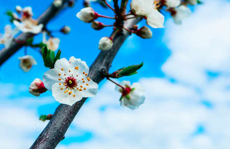 Apple tree blossom flowers, blue sky on the background, springtime backdrop.の写真素材