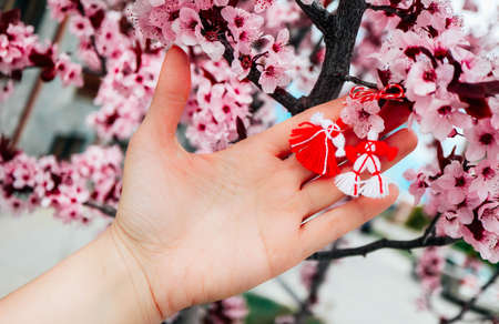 Bulgarian traditional spring decor martenitsa, hold in hand, cherry blossom tree background. Baba Marta holiday.の写真素材