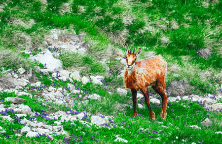 Wild alpine goat portraiture, green mountain nature on the background.
