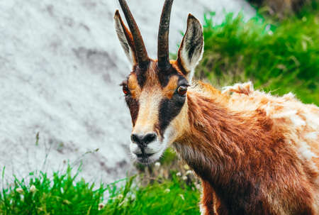 Wild alpine goat portraiture, green mountain nature on the background.の写真素材