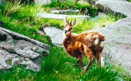 Wild alpine goat portraiture, mountain nature on the background, grassy rocks.の写真素材