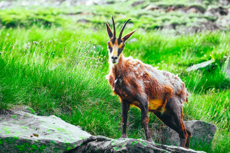 Wild alpine goat portraiture, green mountain nature on the background.の写真素材