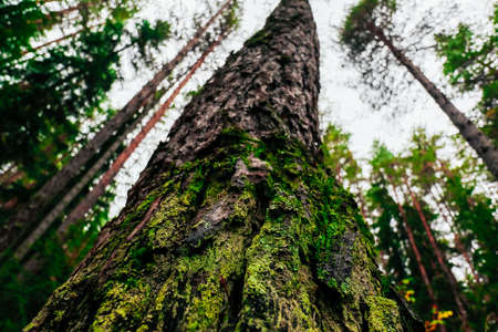 Old pines in the forest  tops, tree trunks, dark deep woods, bottom up view.の写真素材