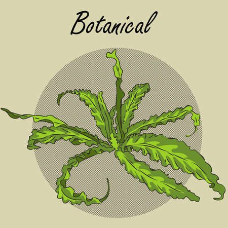 vector illustration of a tropical plant. Artistic brush stokes create a layered botanical illustration of a plant. single isolated element for decoration, fashion. Nature, tree, aloha colors.のイラスト素材