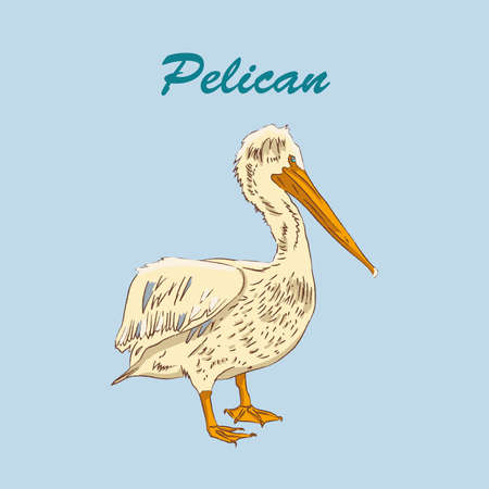 Vector single pelican animal isolated on a blue background illustration.のイラスト素材