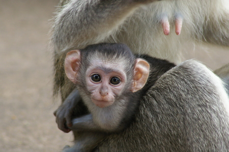 Baby Vervet Monkeysの写真素材