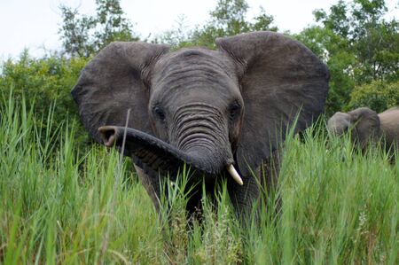 Elephantの写真素材