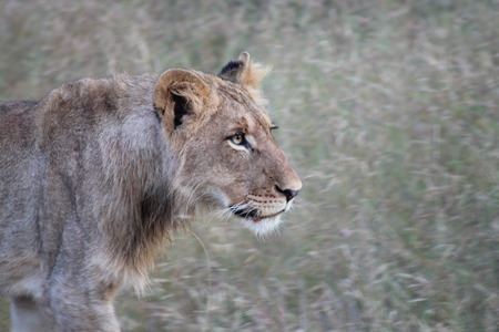Lion Stalkingの写真素材