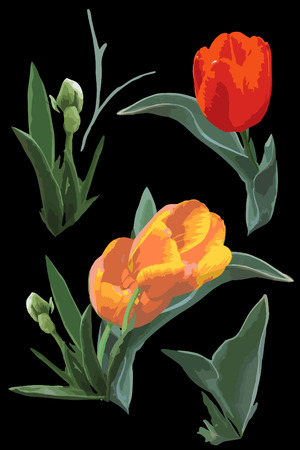 Watercolor painted print with tulips. Black background.のイラスト素材