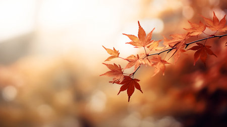 Maple leaves in autumn forest. Nature background. Selective focus.の素材