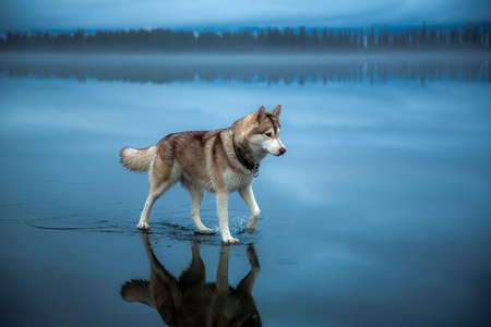 Walking on waterの写真素材