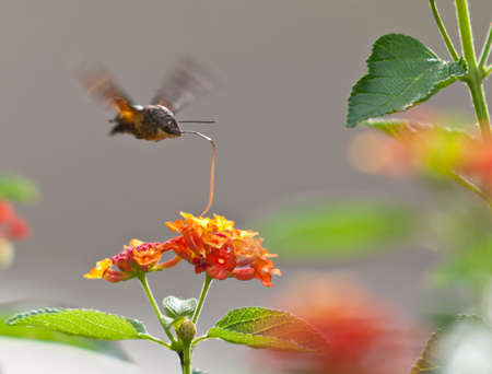 moths with the flowers