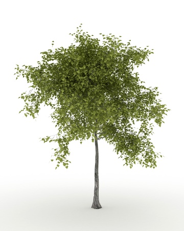 Isolated summer tree with red foliageの写真素材