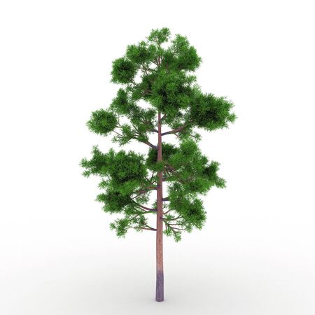 Isolated summer tree with foliageの写真素材