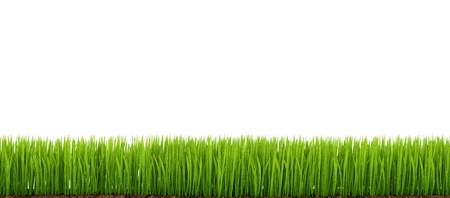 green grass on a white isolated backgroundの写真素材