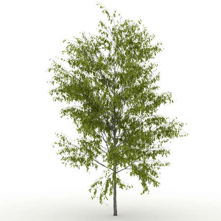 Isolated summer tree with  foliageの写真素材