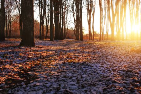 winter park road covered with snow at sunset sun shine soft lightの写真素材