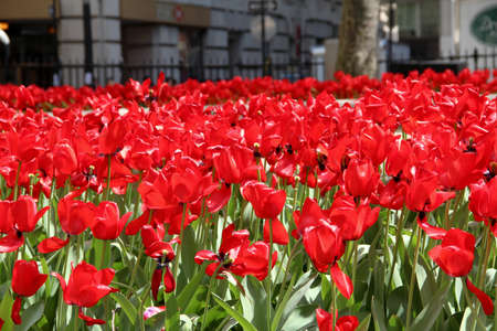 Red tulips